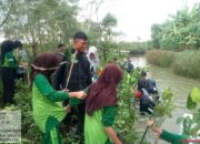 Lawan Rob dan Abrasi, MTs Al-Mu’awanah Tanam Ribuan Mangrove di Pesisir Ulujami!