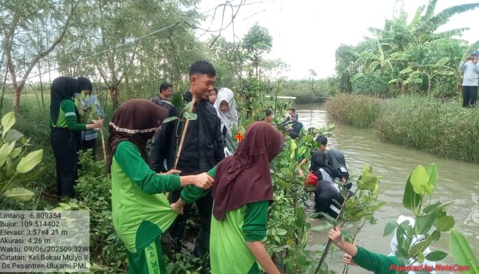 Lawan Rob dan Abrasi, MTs Al-Mu’awanah Tanam Ribuan Mangrove di Pesisir Ulujami!