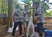 Wujudkan Mandiri Pangan, BUMDesa Kramat Mulya Gelar Panen Perdana Lele