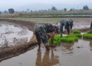 Sinergi TNI dan Rakyat, Koramil Randudongkal Genjot Ketahanan Pangan