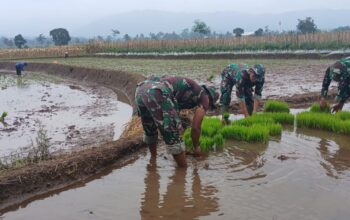Sinergi TNI dan Rakyat, Koramil Randudongkal Genjot Ketahanan Pangan
