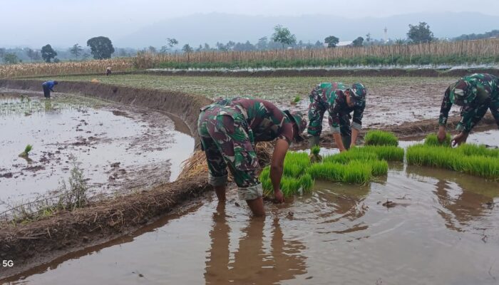 Sinergi TNI dan Rakyat, Koramil Randudongkal Genjot Ketahanan Pangan