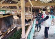 TMMD Brebes Dongkrak Ekonomi Peternak: Solusi Air dan Pakan Mandiri