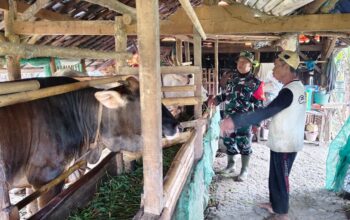 TMMD Brebes Dongkrak Ekonomi Peternak: Solusi Air dan Pakan Mandiri