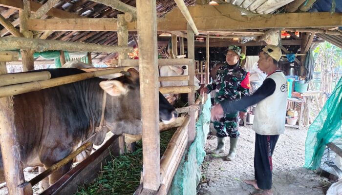 TMMD Brebes Dongkrak Ekonomi Peternak: Solusi Air dan Pakan Mandiri