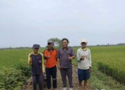 Infrastruktur Tani Pemalang Lumpuh, Slamet Ramuji: Biaya Panen Terancam Melejit