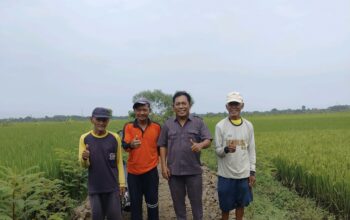 Infrastruktur Tani Pemalang Lumpuh, Slamet Ramuji: Biaya Panen Terancam Melejit