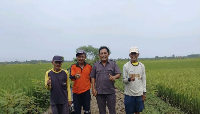 Infrastruktur Tani Pemalang Lumpuh, Slamet Ramuji: Biaya Panen Terancam Melejit