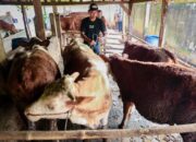 Jelang Idhul Adha 2026, Pemprov Jateng Turunkan Dokter Hewan ke Desa