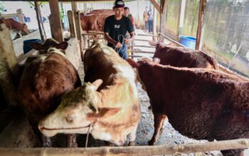 Jelang Idhul Adha 2026, Pemprov Jateng Turunkan Dokter Hewan ke Desa