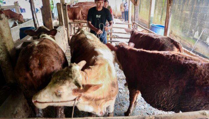 Jelang Idhul Adha 2026, Pemprov Jateng Turunkan Dokter Hewan ke Desa