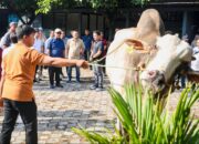 Sapi ‘Monster’ Purworejo Mendunia, Ahmad Luthfi: Ini Masa Depan Pangan Jateng!