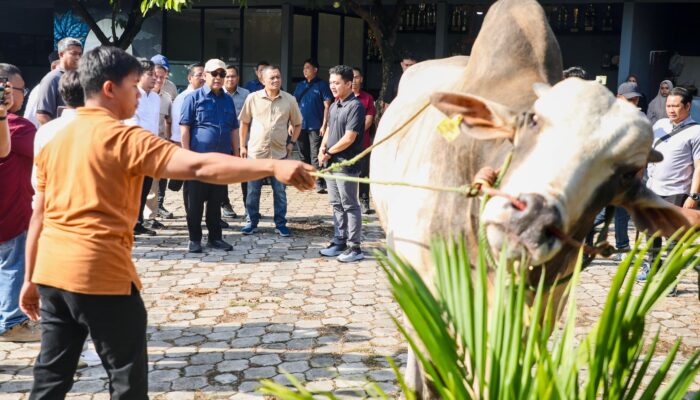 Sapi ‘Monster’ Purworejo Mendunia, Ahmad Luthfi: Ini Masa Depan Pangan Jateng!
