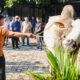 Sapi ‘Monster’ Purworejo Mendunia, Ahmad Luthfi: Ini Masa Depan Pangan Jateng!