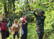Sinergi Tanpa Batas: Warga Krangean Bahu-membahu Panggul Batu Demi Jalan TMMD
