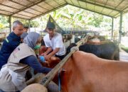 Jateng Surplus Ratusan Ribu Hewan Kurban, Pengawasan Perbatasan Siaga!
