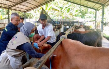 Jateng Surplus Ratusan Ribu Hewan Kurban, Pengawasan Perbatasan Siaga!