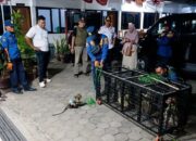 Ramai Dikeluhkan Warga, Belasan Pawang Topeng Monyet di Pemalang Diciduk