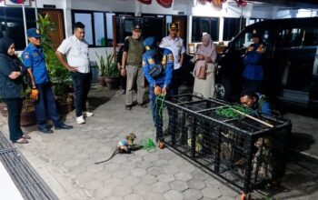 Ramai Dikeluhkan Warga, Belasan Pawang Topeng Monyet di Pemalang Diciduk