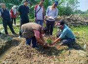 Optimalkan BUM Desa, Camat Comal Luncurkan Kebun Cavendish G9 di Kebojongan