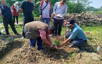 Optimalkan BUM Desa, Camat Comal Luncurkan Kebun Cavendish G9 di Kebojongan