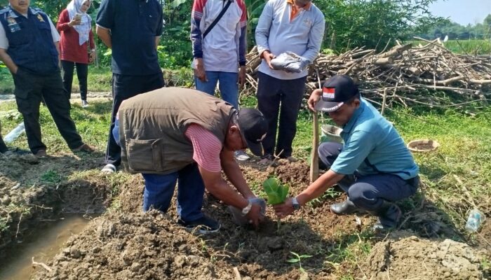Optimalkan BUM Desa, Camat Comal Luncurkan Kebun Cavendish G9 di Kebojongan
