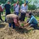 Optimalkan BUM Desa, Camat Comal Luncurkan Kebun Cavendish G9 di Kebojongan