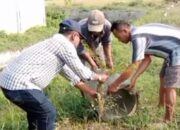 Sikat Sampah dan Rumput Liar, Camat Comal Turun Tangan Hijaukan Stadion Jatidiri