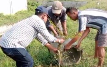 Sikat Sampah dan Rumput Liar, Camat Comal Turun Tangan Hijaukan Stadion Jatidiri