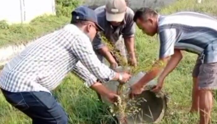 Sikat Sampah dan Rumput Liar, Camat Comal Turun Tangan Hijaukan Stadion Jatidiri