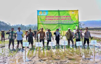 Gerakan Tanam Serempak, Program OPLAH Dongkrak Produksi Padi Pemalang