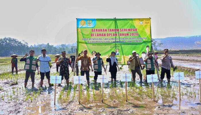 Gerakan Tanam Serempak, Program OPLAH Dongkrak Produksi Padi Pemalang