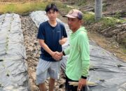 Taktik Jitu Mahasiswa KKN UNDIP Bantu Petani Desa Gedeg Genjot Panen Tomat Saat Kemarau