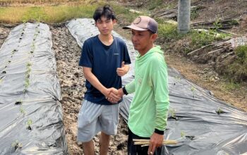 Taktik Jitu Mahasiswa KKN UNDIP Bantu Petani Desa Gedeg Genjot Panen Tomat Saat Kemarau