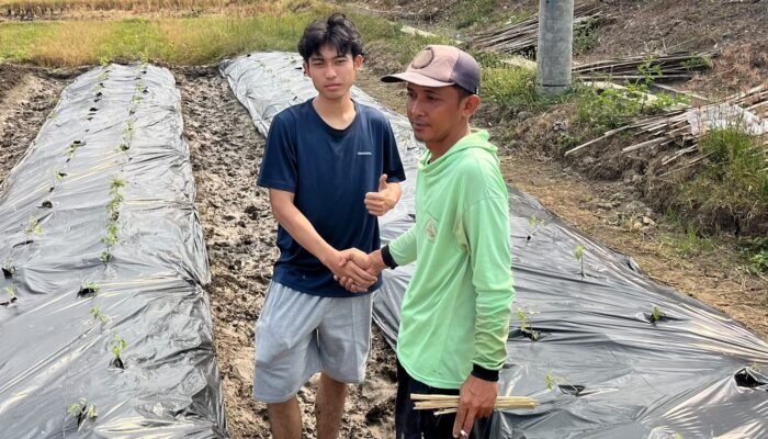 Taktik Jitu Mahasiswa KKN UNDIP Bantu Petani Desa Gedeg Genjot Panen Tomat Saat Kemarau