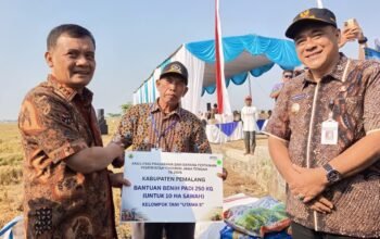 Gubernur Panen Padi di Pemalang, Jateng Optimis Tembus Puluhan Juta Ton Padi