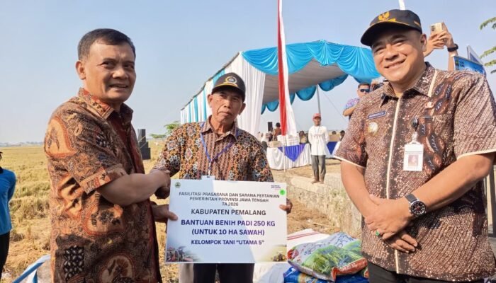Gubernur Panen Padi di Pemalang, Jateng Optimis Tembus Puluhan Juta Ton Padi
