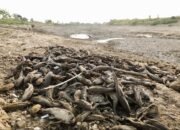 Gubernur Instruksikan Alat Berat Sapu Bangkai Ikan di Pati