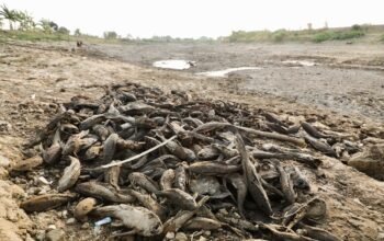 Gubernur Instruksikan Alat Berat Sapu Bangkai Ikan di Pati