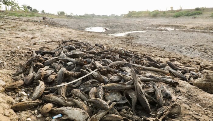 Gubernur Instruksikan Alat Berat Sapu Bangkai Ikan di Pati