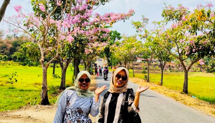 TANPA TERBANG KE JEPANG, DESA WANARATA MILIKI “SAKURA TROPIS” SENDIRI