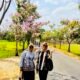TANPA TERBANG KE JEPANG, DESA WANARATA MILIKI “SAKURA TROPIS” SENDIRI